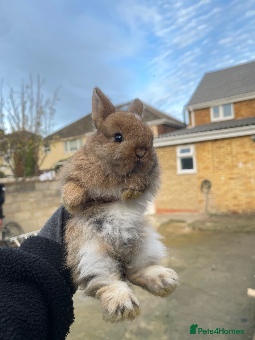 Mini Lion Lop rabbits for sale: Mini lion lop rabbits - Advert 1