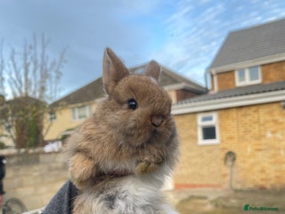 Mini Lion Lop rabbits Mini lion lop rabbits - Advert 3