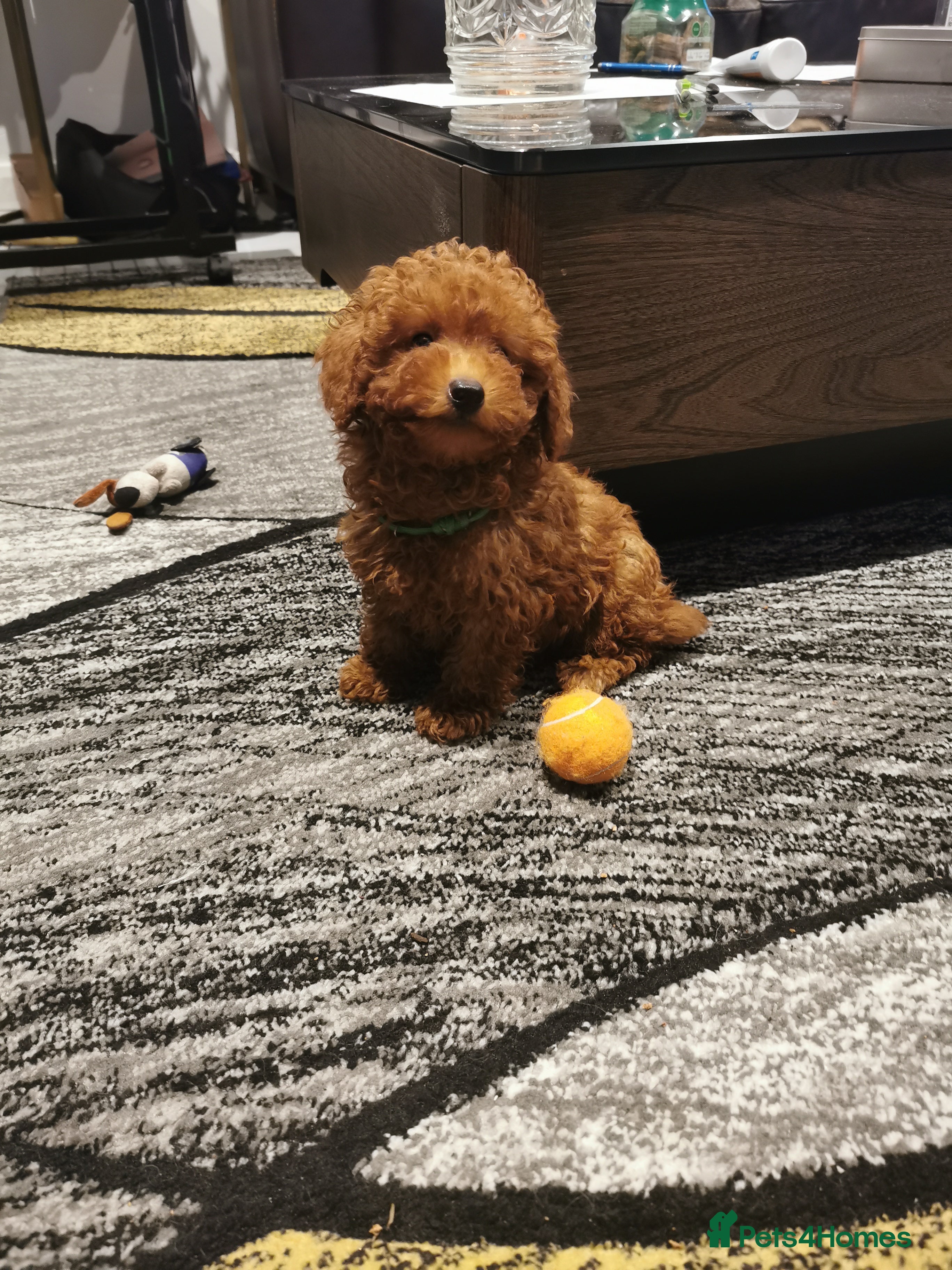 Toy Poodle dogs RED TOY POODLE PUPPY KC REG AND DNA CLEAR - Advert 2