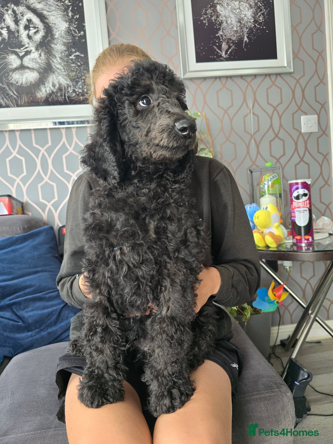 Standard Poodle dogs for sale: Last BOY ! KC registered Standard Poodles !  - Image 6