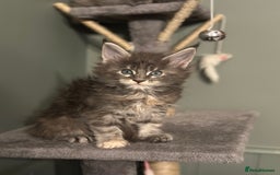 Maine Coon cats for sale: Riverbrue Maine Coon (Active-GCCF) - Image 11