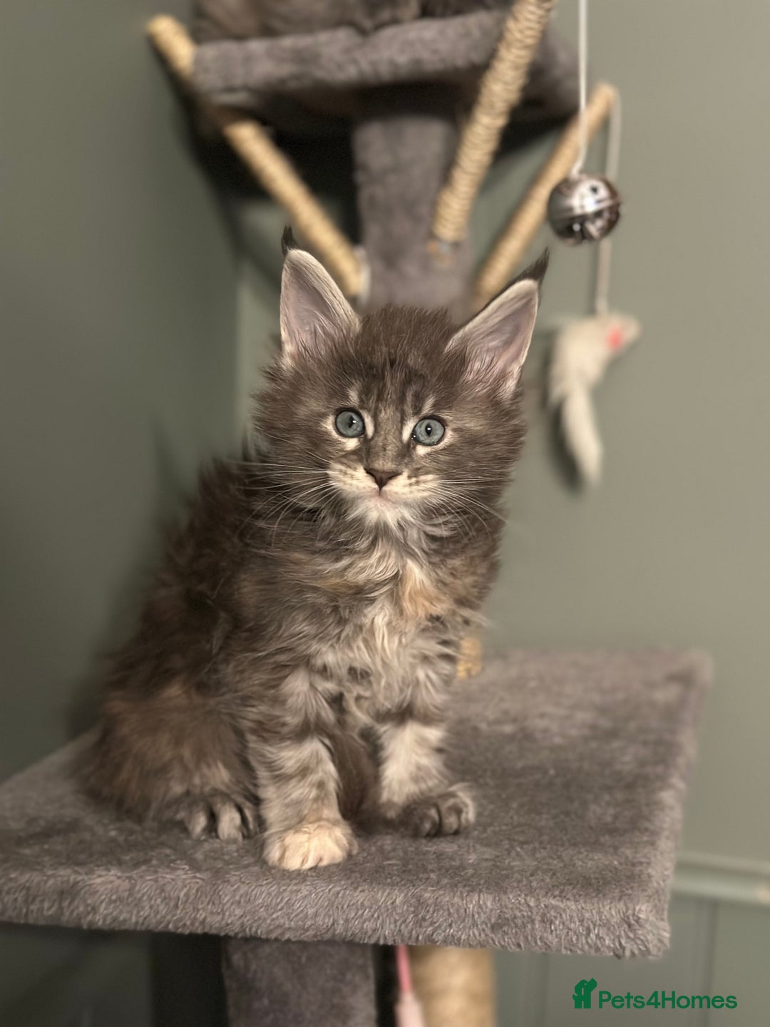 Maine Coon cats for sale: Riverbrue Maine Coon (Active-GCCF) - Image 11