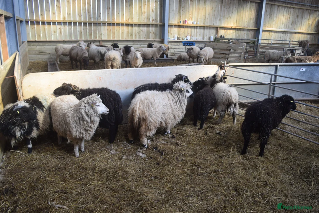 Sheep livestock for sale: Vaiais cross lambs in North Tawton - Advert 2