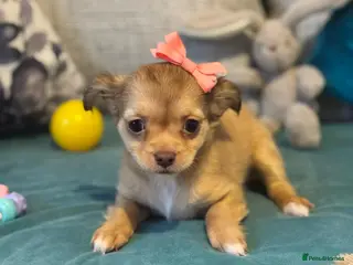 Chihuahua dogs 🐾 ** Long-Haired Chihuahua Puppies–Deer Head🐾 - Advert 1