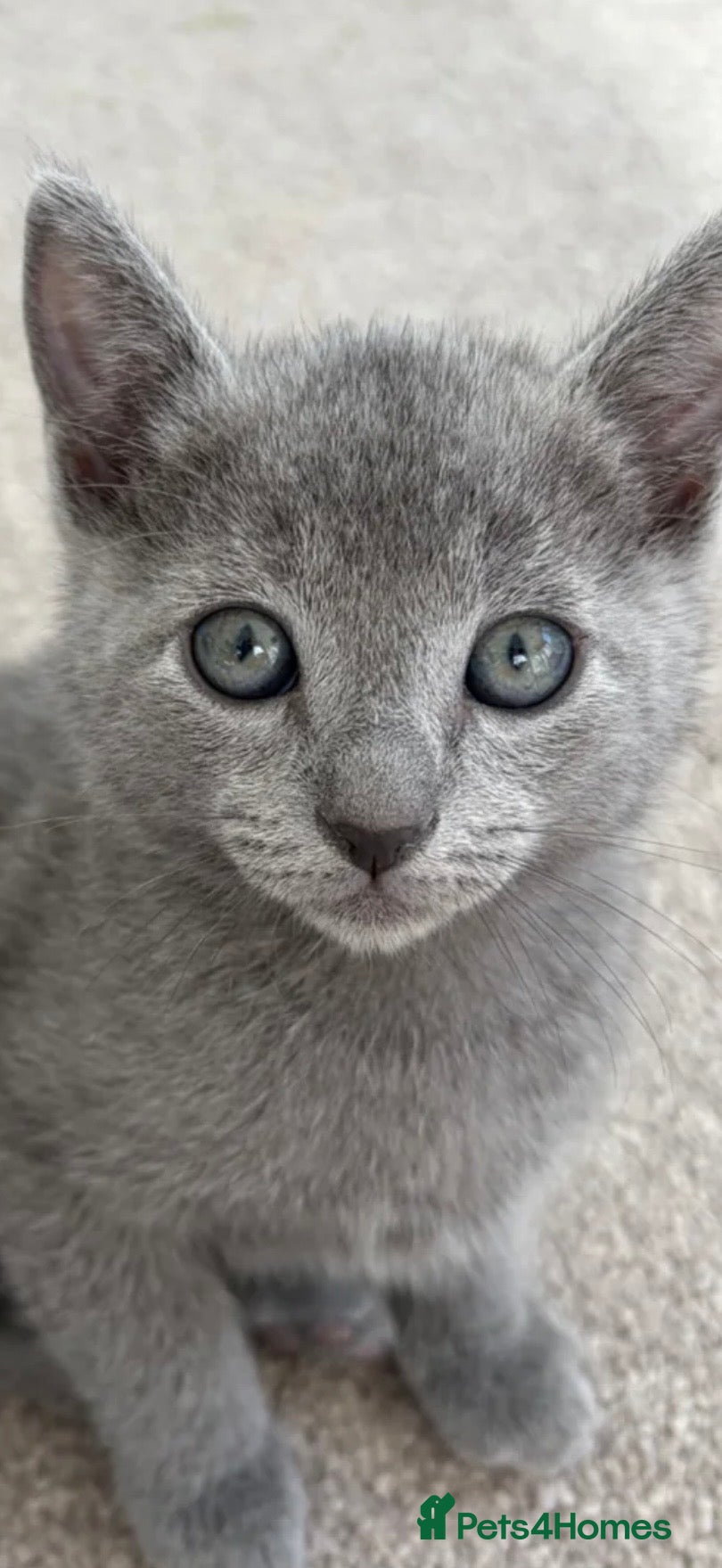 Russian Blue cats 6 Stunning GCCF Russian Blue Kittens 🐾  - Advert 6