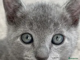 Russian Blue cats 6 Stunning GCCF Russian Blue Kittens 🐾 - Advert 5