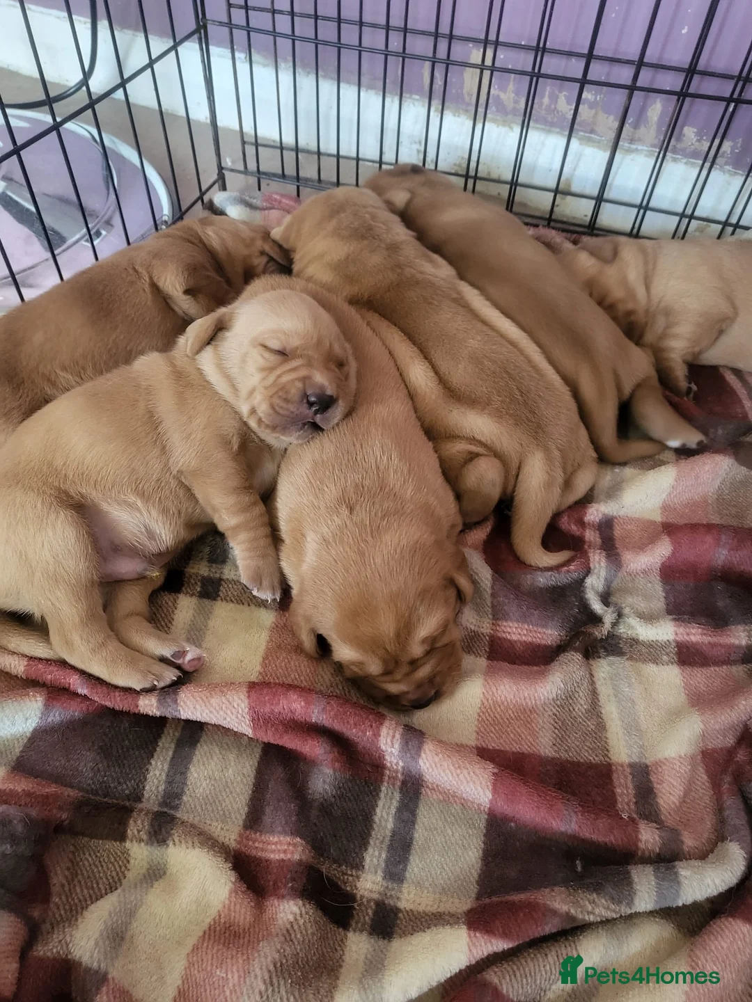 Labrador Retriever dogs for stud: PROVEN KC Health Tested Fox Red Labrador for Stud in Farnborough - Advert 15