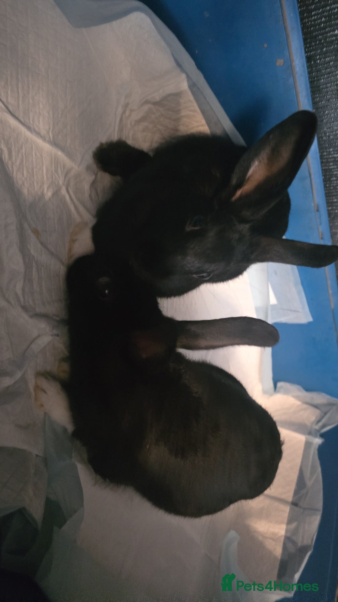 Mini Lion Lop rabbits for sale: Male mini lion lop - Image 3