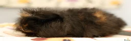 Guinea Pig rodents for sale: Pedigree Swiss Father + Son - Advert 12