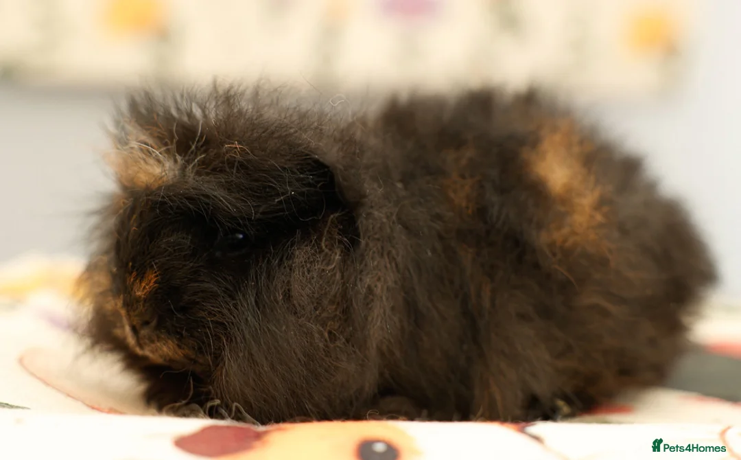 Guinea Pig rodents for sale: Pedigree Swiss Father + Son - Advert 12