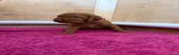 Hungarian Vizsla dogs for sale: Wirehaired Hungarian Vizsla - Advert 18