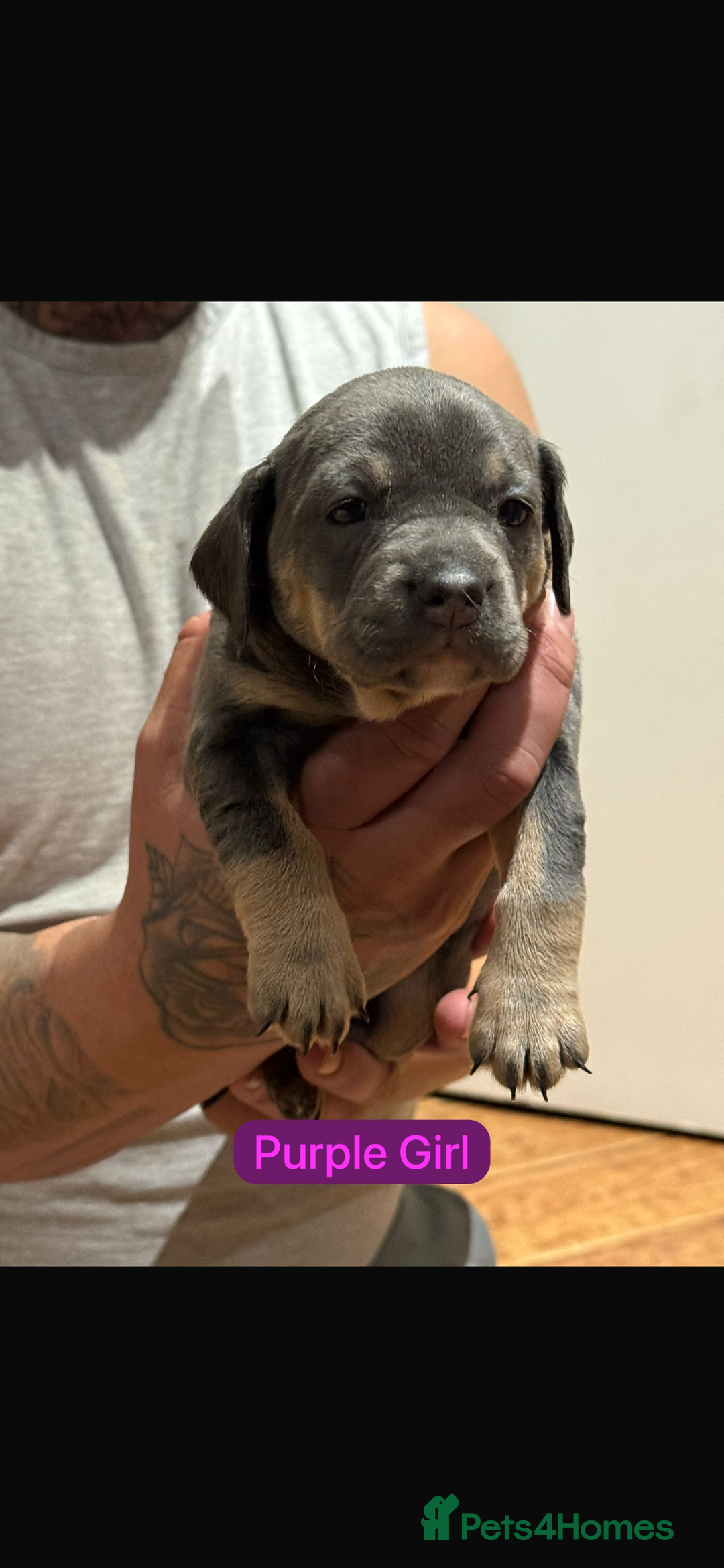 Mixed Breed dogs for sale: 🐾 Beautiful French Bull Weiners 🐾  - Advert 15