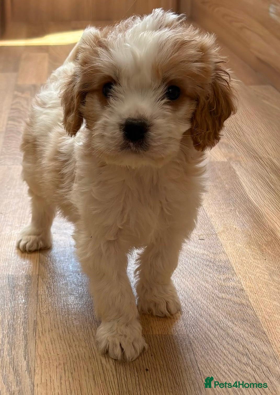 Cavapoo dogs F1b Cavapoo puppies! - Advert 18