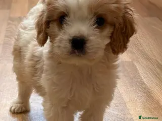 Cavapoo dogs F1b Cavapoo puppies! - Advert 18