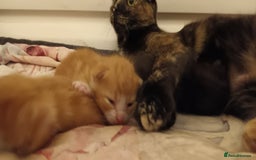 Domestic Shorthair cats for sale: 3 kittens for sale, 2 boys 1 girl.  - Image 9