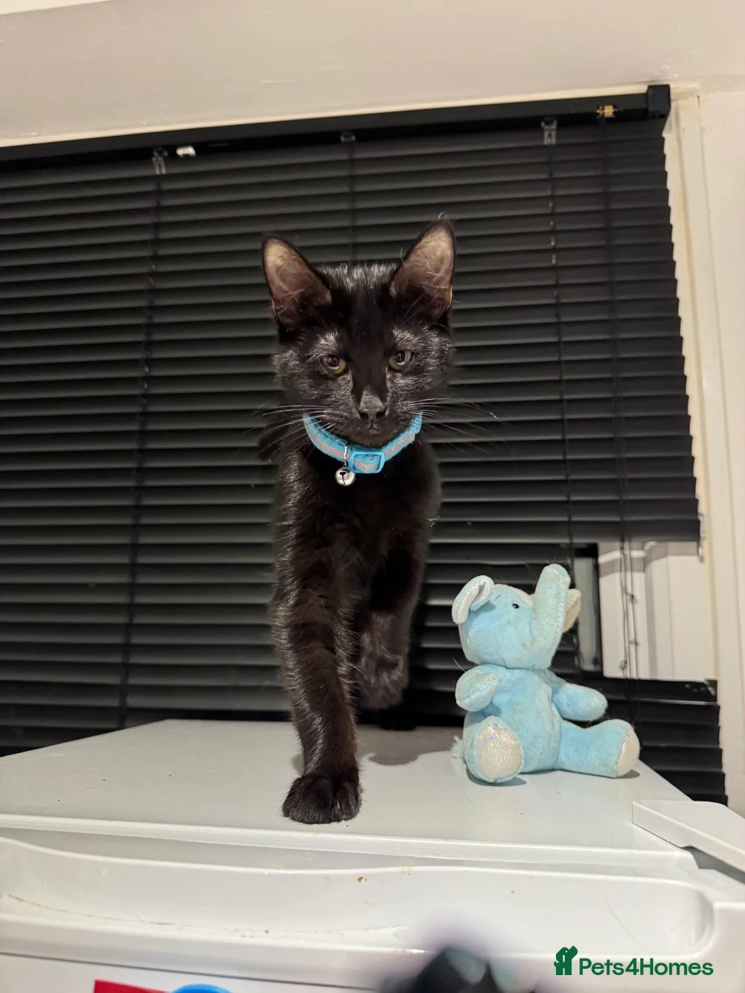 British Shorthair cats for sale: 3 kittens for sale - Advert 4