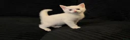 Turkish Angora cats for sale: Fluffy White blue eyed male half Turkish angora - Advert 4