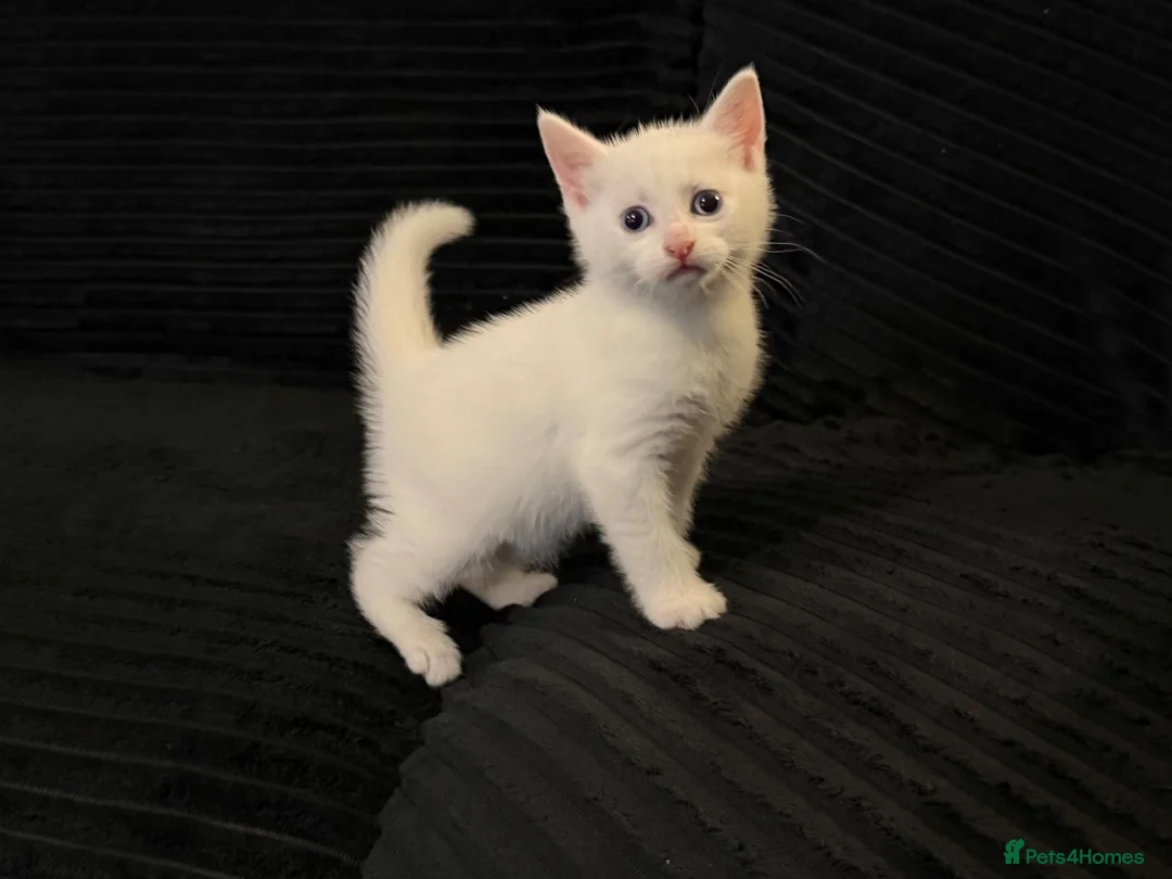 Turkish Angora cats for sale: Fluffy White blue eyed male half Turkish angora - Advert 4