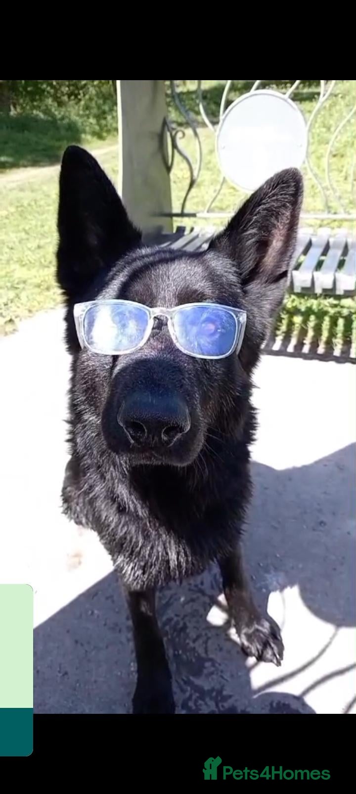 German Shepherd dogs black German Shepherd medium hairto stud  - Advert 1