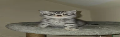 British Shorthair 2