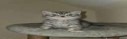 British Shorthair cats for sale: 2 male kittens - Advert 2