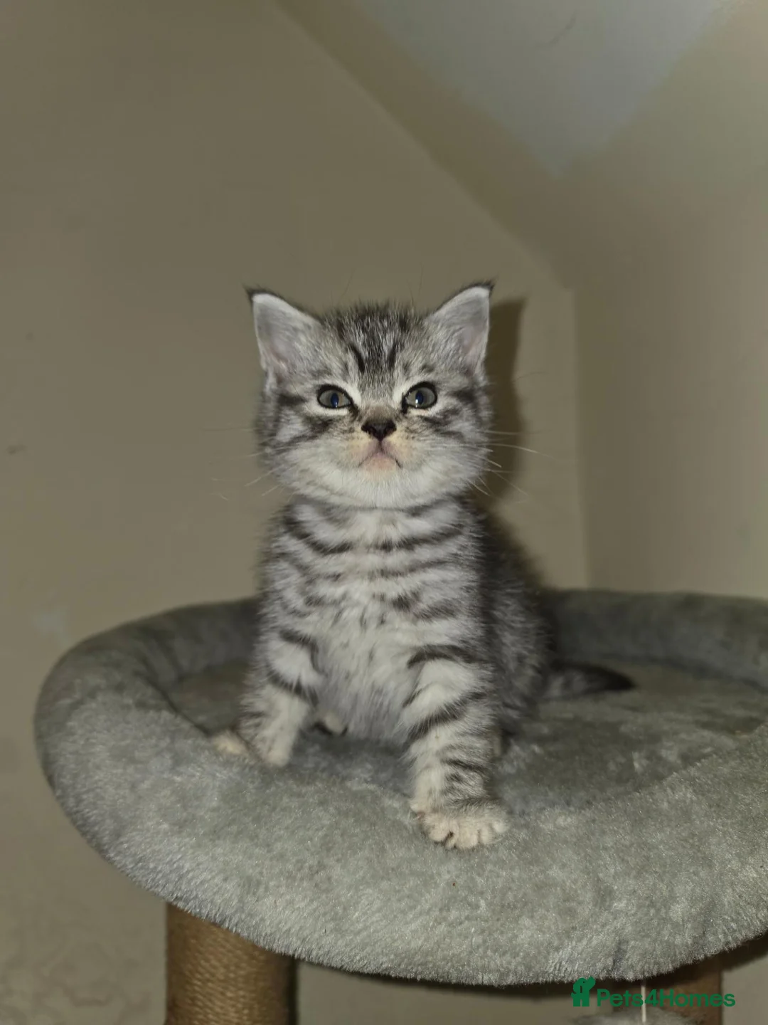 British Shorthair cats for sale: 2 male kittens - Advert 2