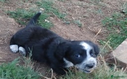 Mixed Breed dogs for sale: Sprockerdor Pups lab x Sprockerdor - Image 7