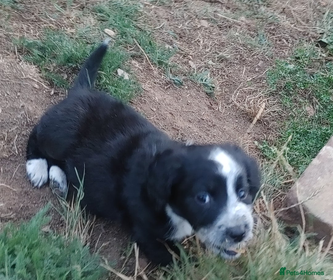 Mixed Breed dogs for sale: Sprockerdor Pups lab x Sprockerdor - Image 7