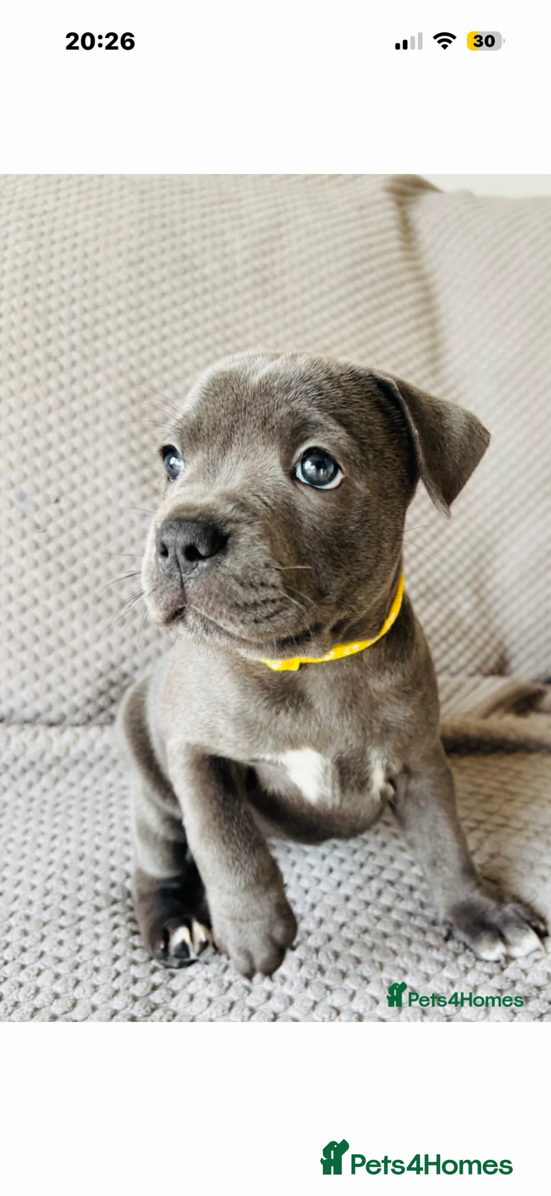 Staffordshire Bull Terrier dogs for stud: Proven KC Blue Staffy For Stud  - Advert 2