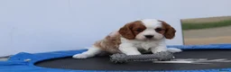 Cavachon dogs for sale: Beautiful Cavachon puppies for sale - Advert 12