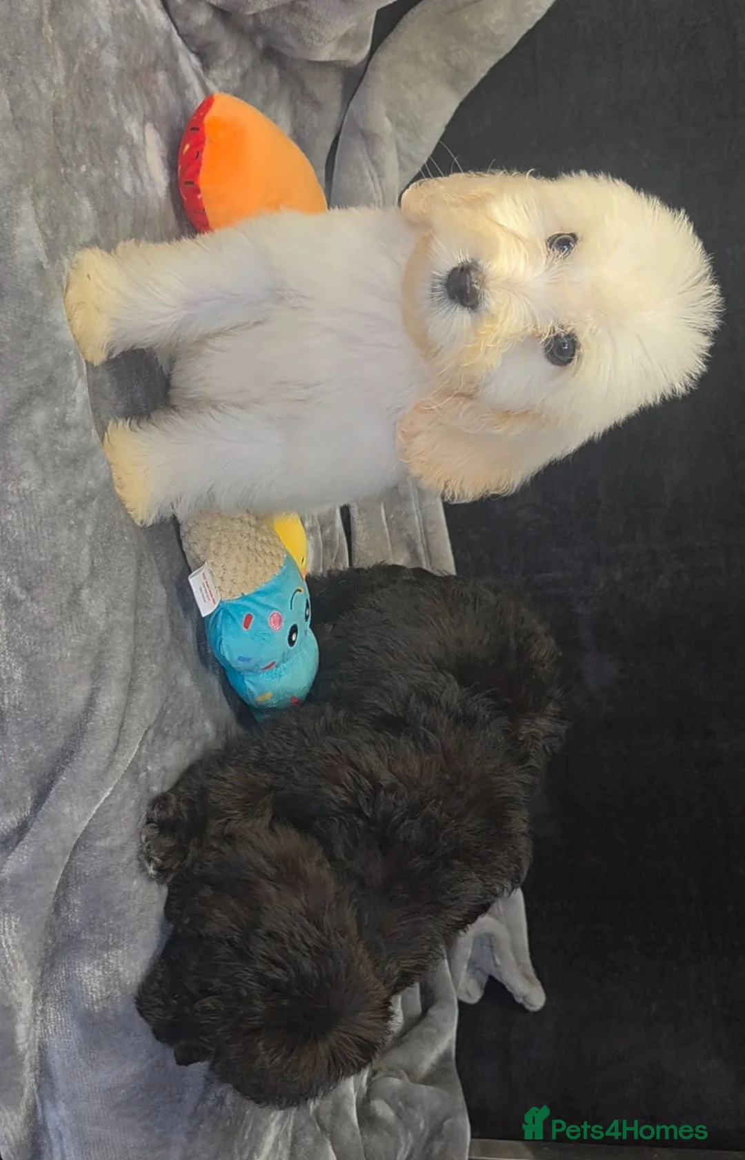 Cockapoo dogs for sale: Adorable cockapoo puppys READY NOW  - Advert 1