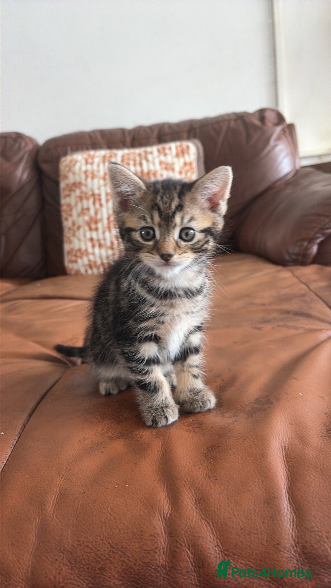 Maine Coon cats Beautiful Bundles of Joy 🐾 - Advert 2