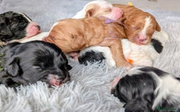 Toy Poodle dogs for sale: 🖤CAVAPOO BABIES🖤TESTED PARENTS! - Advert 8