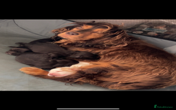 Cocker Spaniel dogs for sale: Cocker spaniel puppies for sale  - Image 8
