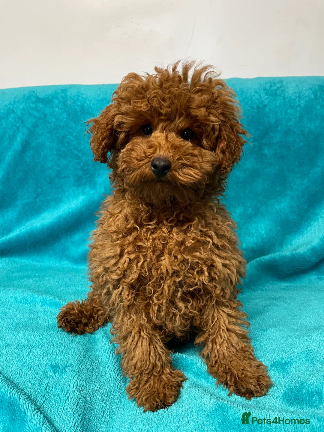 Toy Poodle dogs for stud: 2 RED BOYS FOR STUD in Burry Port - Advert 6