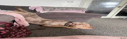 Mixed Breed dogs for sale: Ghost for rehome - Advert 5
