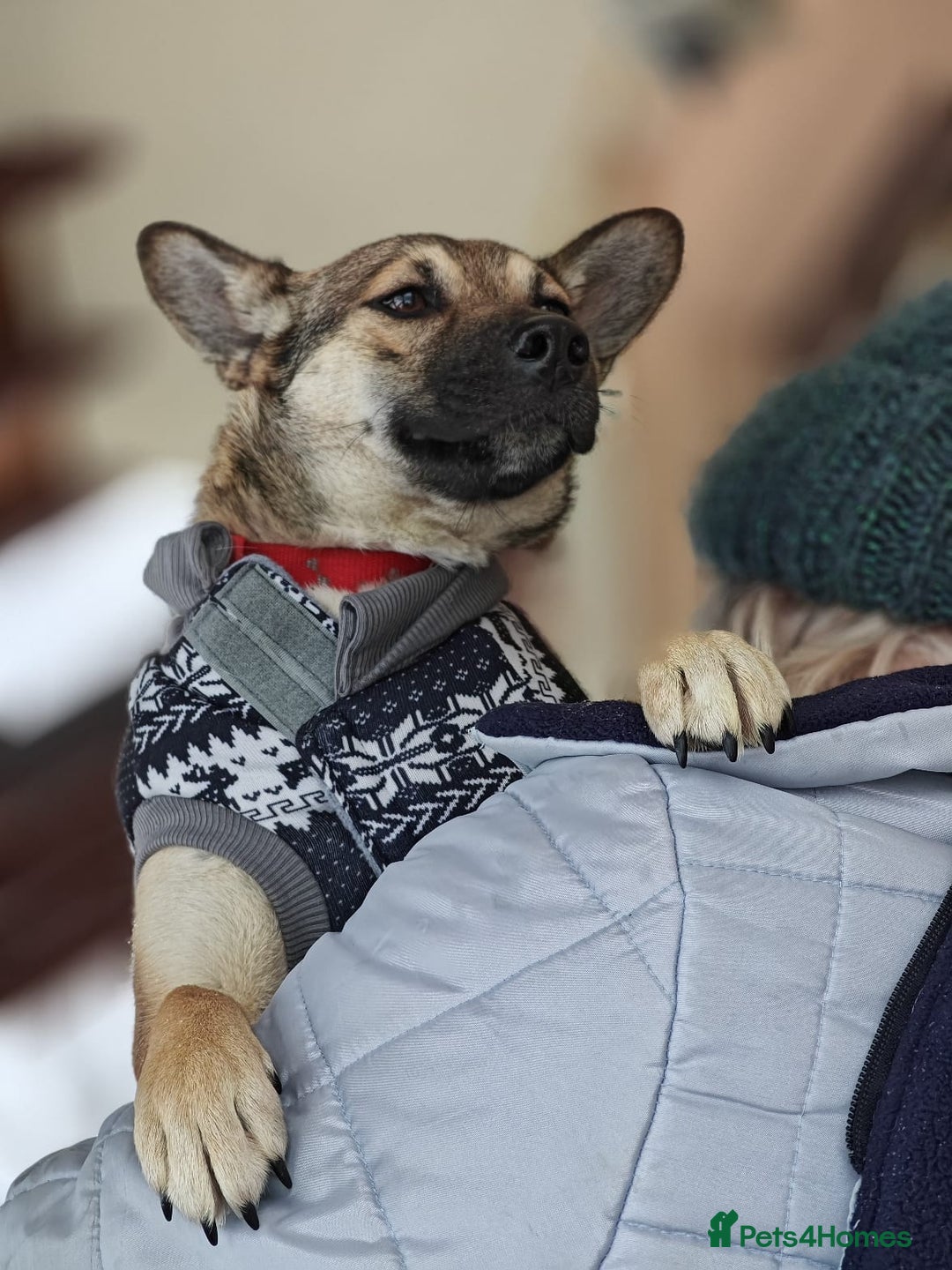 Mixed Breed dogs for adoption: ❤️TESSA – Soft and Gentle Puppy❤️ - Advert 24