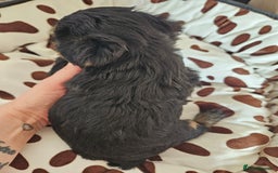 Yorkshire Terrier dogs for sale: DNA TESTED Father - Yorkshire Terrier puppies  - Image 18