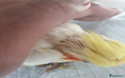 Cockatiels birds for sale: 1 res** 3 hand reared baby cockatiels in Plymouth  - Image 5