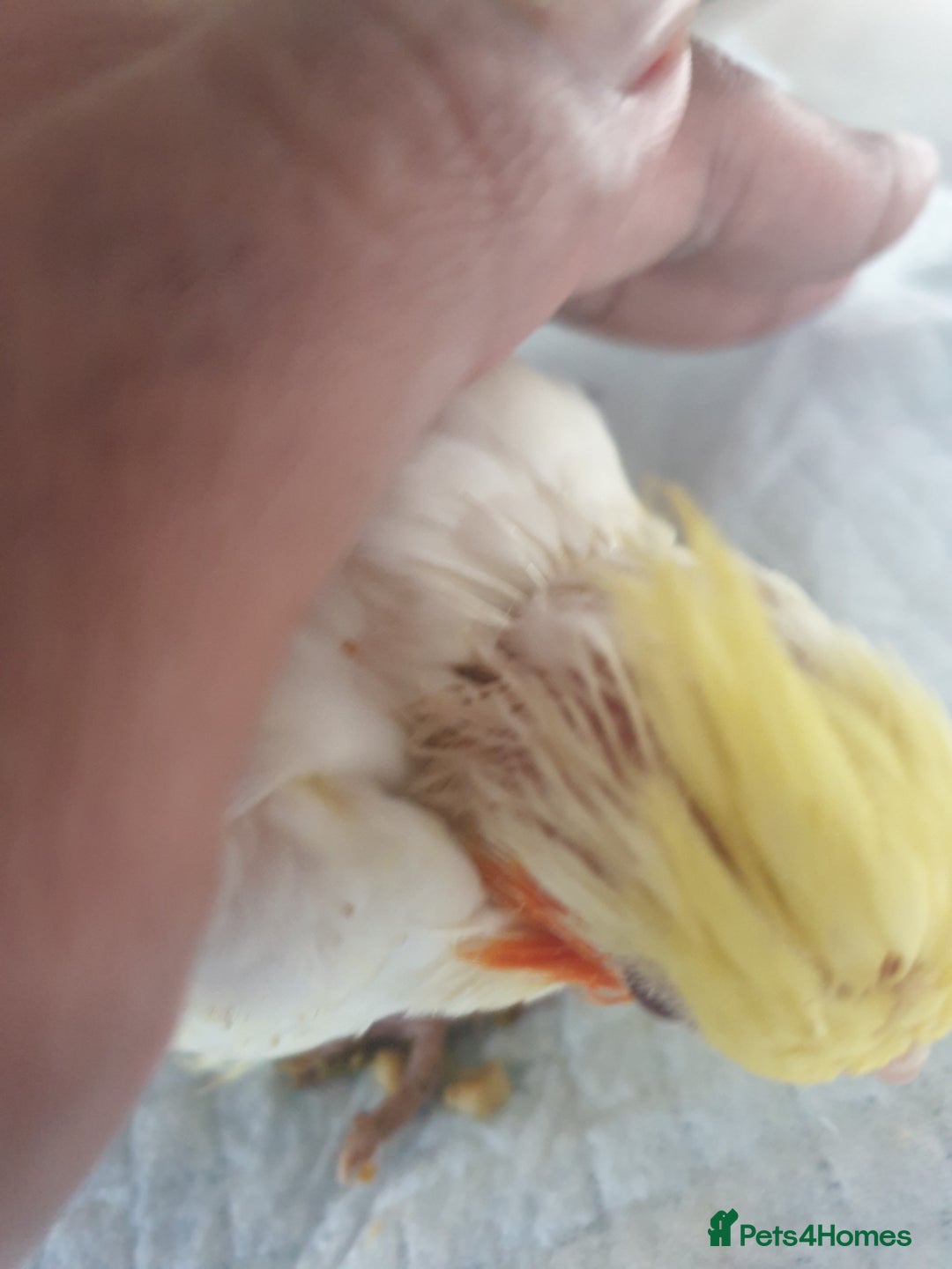 Cockatiels birds for sale: 1 res** 3 hand reared baby cockatiels in Plymouth  - Image 5