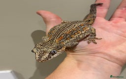 Gecko reptiles for sale: Gargoyle Geckos  - Image 6