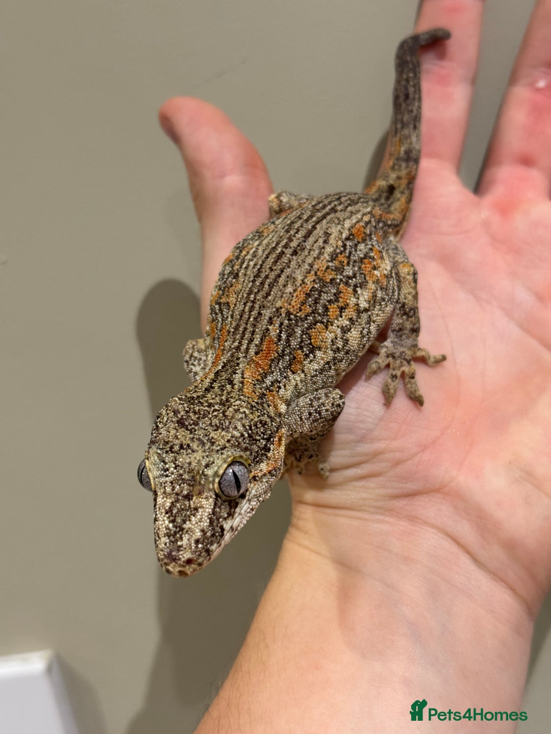 Gecko reptiles for sale: Gargoyle Geckos  - Image 6