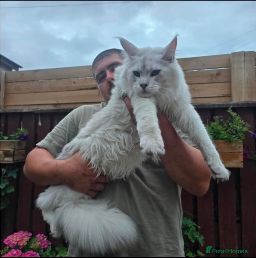 Maine Coon cats Shaded stud - Advert 3