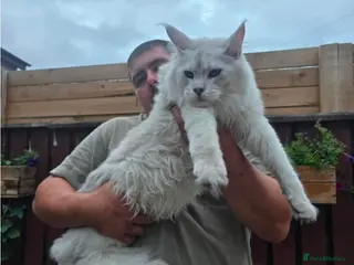 Maine Coon cats Shaded stud - Advert 3