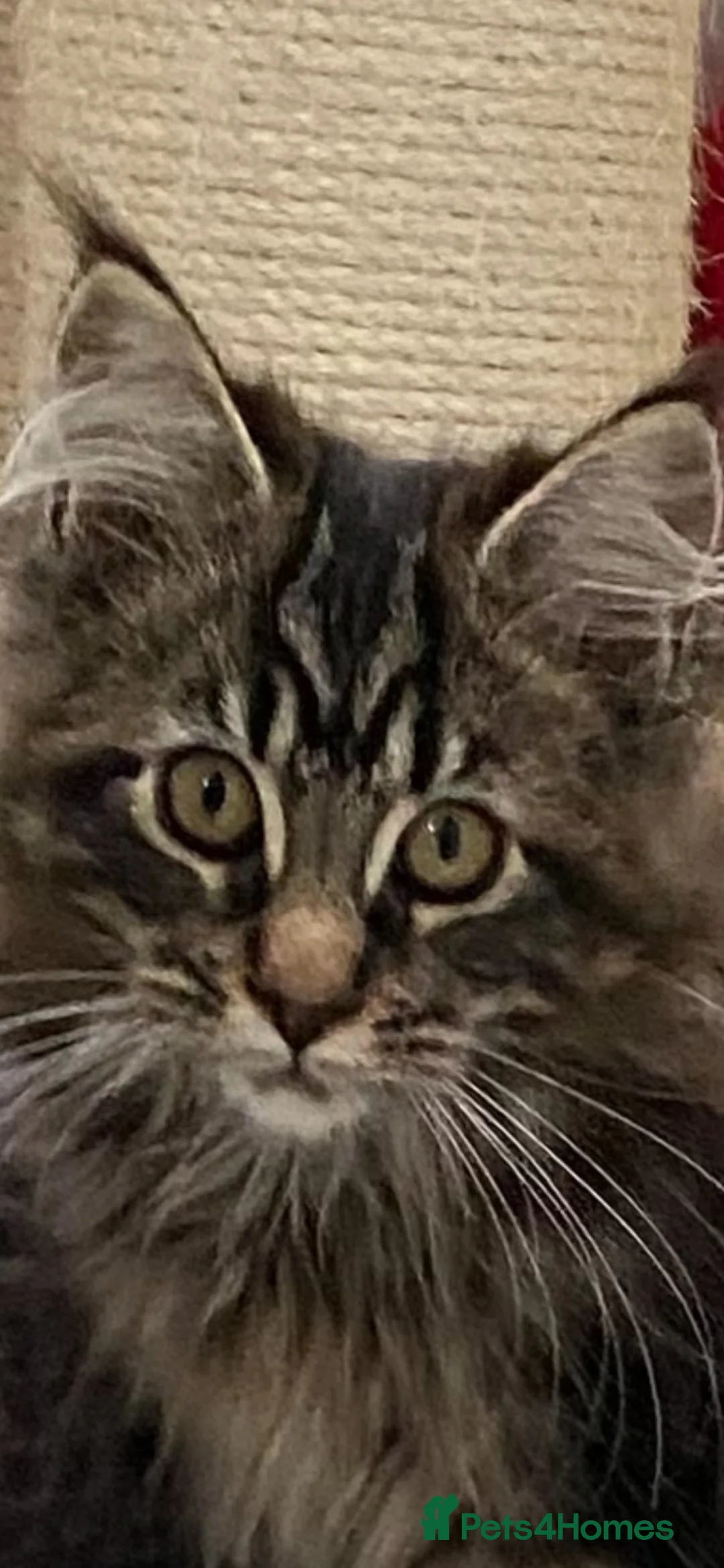 Maine Coon cats for sale: GCCF registered Maine coons - Advert 2