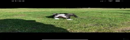 Boston Terrier dogs for stud: Mickey Mouse🐁proven kc (for stud) - Advert 5