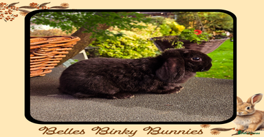 Mini Lop rabbits - Advert 3