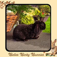 Mini Lop rabbits - Advert 5