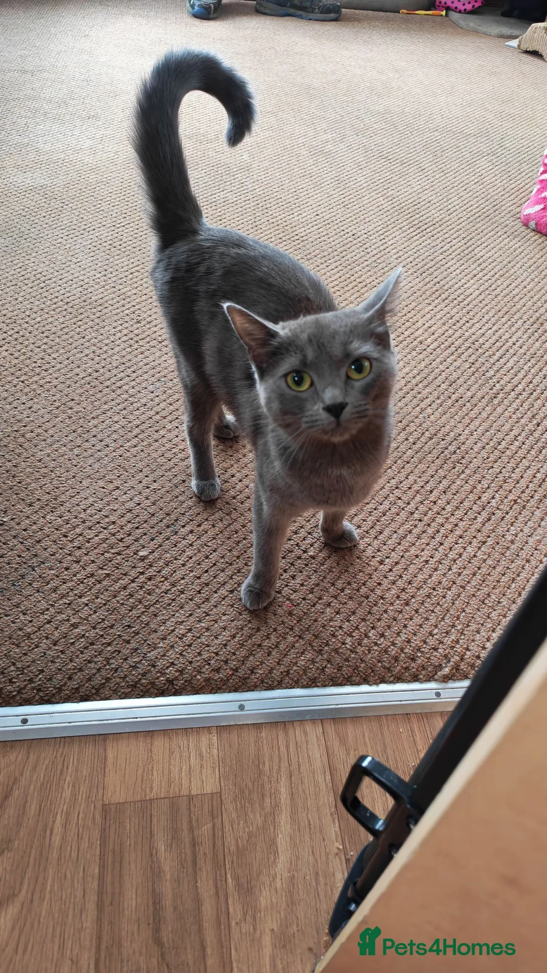Mixed Breed cats for sale: Russian blue mix girl kittens  - Advert 12