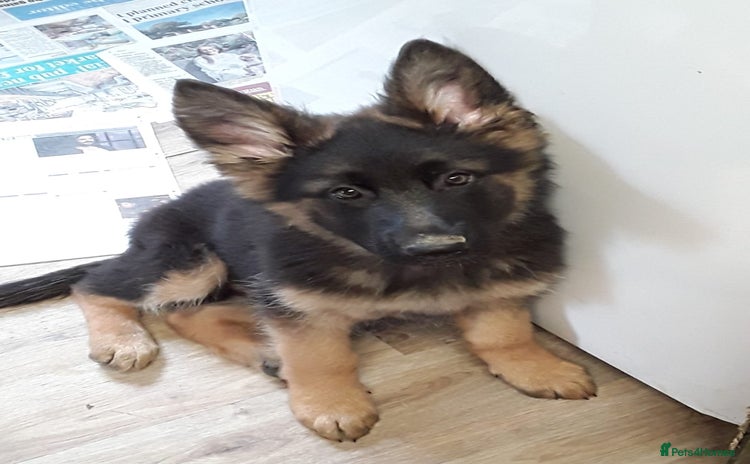 German Shepherd dogs - Advert 3